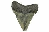 Juvenile Megalodon Tooth - South Carolina #368680-1